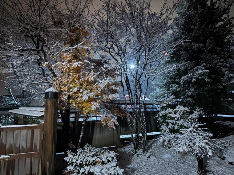 The garden on a snowy night